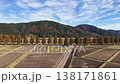Aerial view of a row of metasequoia trees with their autumn foliage. 138171861