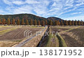 Aerial view of the Metasequoia tree-lined avenue in autumn 138171952