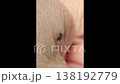 Aedes mosquitoes suck blood from hand. 138192779