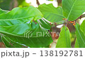 Red ants build their nests with leaves on trees. 138192781