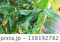 Red ants build their nests with leaves on trees. 138192782