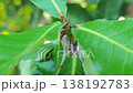 Red ants build their nests with leaves on trees. 138192783