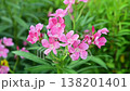 4K Pink oleander flowers swaying gently in soft light 138201401