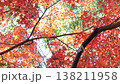 紅葉 秋 11〜12月 木漏れ日 138211958