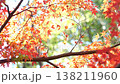 紅葉 秋 11〜12月 木漏れ日 138211960