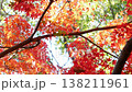 紅葉 秋 11〜12月 木漏れ日 138211961