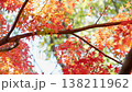 紅葉 秋 11〜12月 木漏れ日 138211962