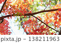 紅葉 秋 11〜12月 木漏れ日 138211963