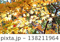 紅葉 秋 11〜12月 木漏れ日 138211964