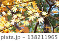 紅葉 秋 11〜12月 木漏れ日 138211965