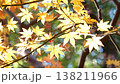 紅葉 秋 11〜12月 木漏れ日 138211966