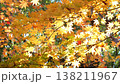 紅葉 秋 11〜12月 木漏れ日 138211967