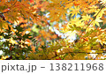 紅葉 秋 11〜12月 木漏れ日 138211968
