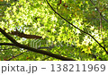 紅葉 秋 11〜12月 木漏れ日 138211969