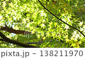 紅葉 秋 11〜12月 木漏れ日 138211970