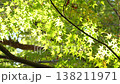紅葉 秋 11〜12月 木漏れ日 138211971