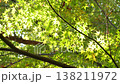 紅葉 秋 11〜12月 木漏れ日 138211972