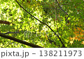 紅葉 秋 11〜12月 木漏れ日 138211973