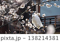 Cherry blossoms and egrets in Gion Shirakawa 138214381