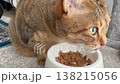 キャットタワーの隣で、昼食を食べるキジトラ猫 138215056