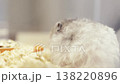A fluffy light gray hamster cleans its face while sitting on soft wood shavings inside a cage. Close-up portrait of a small domestic pet grooming itself with a soft, dreamlike background focus. 138220896