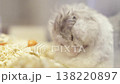 Close-up of a fluffy grey and white long-haired hamster grooming itself in a cozy cage with wood shavings bedding. Soft natural lighting highlights the animal fur. Sweet domestic pet portrait. 138220897