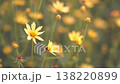 Yellow coreopsis wildflowers blooming in a meadow under warm golden sunlight. Dreamy macro shot with shallow depth of field and soft bokeh background for spring and summer nature concepts. 138220899