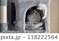キャットタワーでくつろぐサバトラ猫 138222564