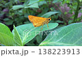 A vibrant orange skipper butterfly is captured in a close-up shot, resting peacefully on a lush green leaf amidst natural foliage. This beautiful insect showcases its delicate wings and intricate patt 138223913
