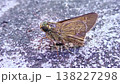 Macro shot of a brown moth with detailed wings and antennae resting on textured stone surface 138227298