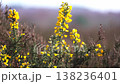 Yellow gorse flowers blooming in springtime sunlight 138236401