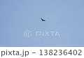 Birds of prey soaring in the blue sky 138236402