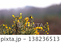 Bumblebee pollinating yellow gorse flowers in nature 138236513
