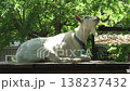 Goat  138237432