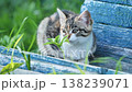 Curious kitten discovering nature, smelling green plant near old blue wooden planks 138239071