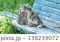 A sick stray cat and her kitten are resting on a blue bench. 138239072