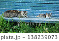 A sick stray cat and her kitten are resting on a blue bench. 138239073