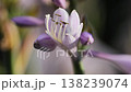 Hosta flower blossoming in a garden, showing delicate petals and stamens close-up 138239074