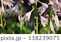 Pollinating hosta flowers with a bee collecting nectar in a vibrant summer garden 138239075