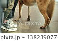 Dog and human feet standing on a floor, showing animal companionship and friendship 138239077