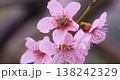 Bee Pollinating Pink Blossoms on a Branch 138242329