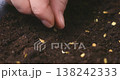 Close-up of hand planting seeds in soil 138242333
