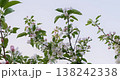 Apple tree branches with white blossoms against a clear sky 138242338
