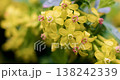 Close-up of Yellow Flower Cluster with Green Leaves in Natural Light 138242339