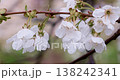 Close-up of White Blossoms on a Tree Branch Outdoors 138242341