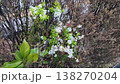 荒れた木々の中に咲くコデマリ 138270204
