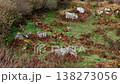 Group of red deer resting during the rut in County Donegal, Ireland 138273056