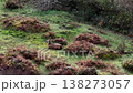 Group of red deer resting during the rut in County Donegal, Ireland 138273057