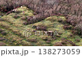 Group of red deer feeding during the rut in County Donegal, Ireland 138273059