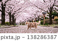 A cat slowly strolling through a row of cherry trees in full bloom. 138286387